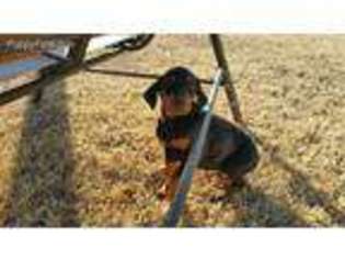 Doberman Pinscher Puppy for sale in Princeton, TX, USA