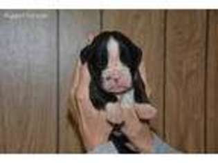 Boxer Puppy for sale in Forest City, IA, USA