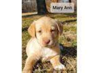 Labrador Retriever Puppy for sale in Anderson, MO, USA