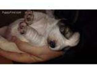 Mutt Puppy for sale in Lane, OK, USA