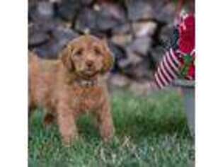 Labradoodle Puppy for sale in Avon, IN, USA