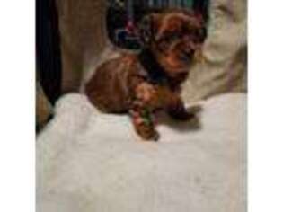 Yorkshire Terrier Puppy for sale in Cochranton, PA, USA