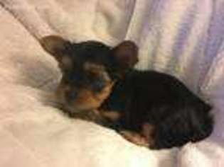 Yorkshire Terrier Puppy for sale in Massillon, OH, USA