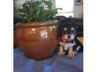 Mutt Puppy for sale in Hutto, TX, USA
