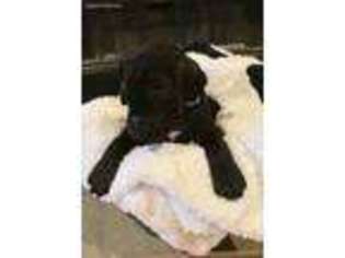 Great Dane Puppy for sale in Somerville, TN, USA