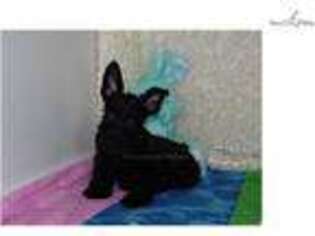 Scottish Terrier Puppy for sale in Fayetteville, AR, USA