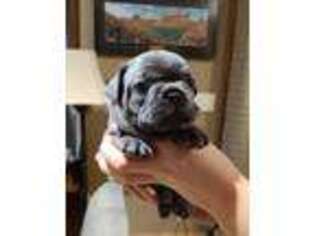 French Bulldog Puppy for sale in East Dubuque, IL, USA
