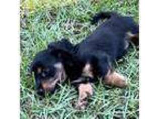 Dachshund Puppy for sale in Covington, GA, USA