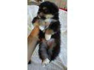 Pomeranian Puppy for sale in North Fort Myers, FL, USA
