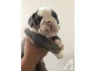 Olde English Bulldogge Puppy for sale in SALINAS, CA, USA