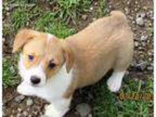 Pembroke Welsh Corgi Puppy for sale in Roy, WA, USA