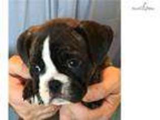 Bulldog Puppy for sale in Mankato, MN, USA