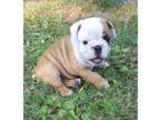 Bulldog Puppy for sale in Arthur, IL, USA