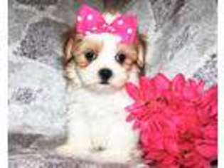 Shorkie Tzu Puppy for sale in Dewey, AZ, USA