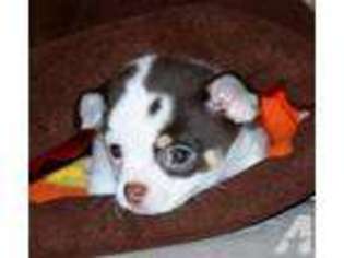 Chihuahua Puppy for sale in SPRING, TX, USA