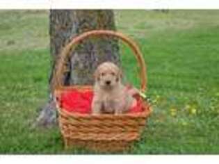 Golden Retriever Puppy for sale in Caney, KS, USA