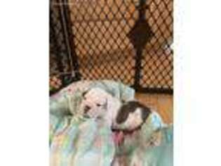 Bulldog Puppy for sale in Pinckney, MI, USA