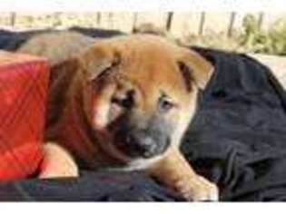Shiba Inu Puppy for sale in Alamosa, CO, USA
