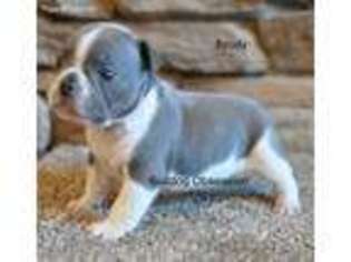 French Bulldog Puppy for sale in Inwood, IA, USA