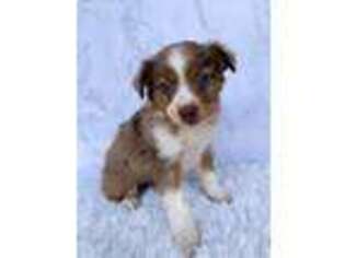 Miniature Australian Shepherd Puppy for sale in Shreve, OH, USA