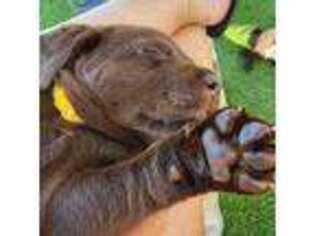 Labrador Retriever Puppy for sale in Myakka City, FL, USA