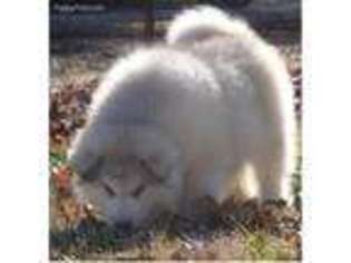 Alaskan Malamute Puppy for sale in Cookeville, TN, USA