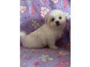 Mal-Shi Puppy for sale in Lancaster, KY, USA