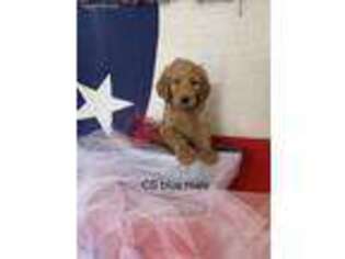 Goldendoodle Puppy for sale in Salado, TX, USA