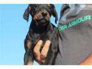 Doberman Pinscher Puppy for sale in Phoenix, AZ, USA
