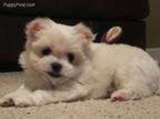 Maltese Puppy for sale in Hobbsville, NC, USA