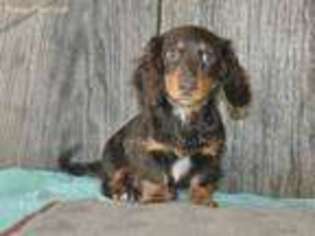 Dachshund Puppy for sale in Carthage, TX, USA