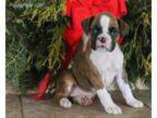 Boxer Puppy for sale in Millersburg, PA, USA