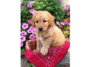 Goldendoodle Puppy for sale in Penn Yan, NY, USA