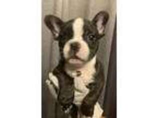 French Bulldog Puppy for sale in Maineville, OH, USA
