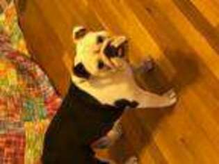 Bulldog Puppy for sale in WOODBRIDGE, CT, USA