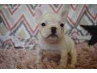 French Bulldog Puppy for sale in Browning, MO, USA
