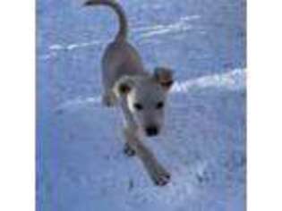 Siberian Husky Puppy for sale in Littleton, CO, USA