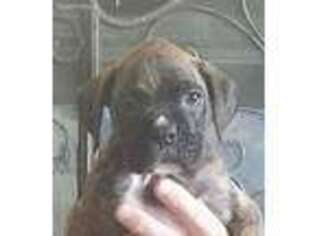 Boxer Puppy for sale in Cleburne, TX, USA