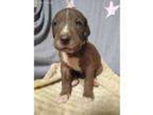 Great Dane Puppy for sale in Ridgefield, WA, USA