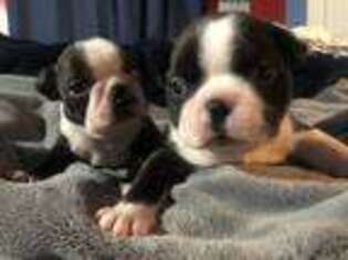 Boston Terrier Puppy for sale in Barberton, OH, USA
