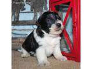 Mutt Puppy for sale in Hasty, CO, USA