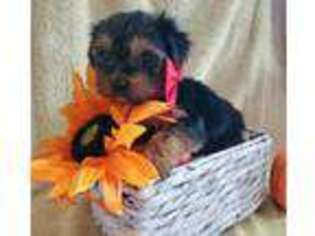 Yorkshire Terrier Puppy for sale in Mobile, AL, USA
