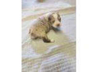 Miniature Australian Shepherd Puppy for sale in Zanesville, OH, USA