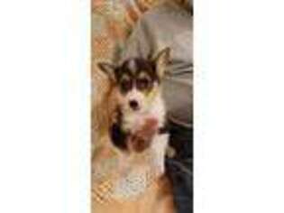 Pembroke Welsh Corgi Puppy for sale in Shelton, WA, USA