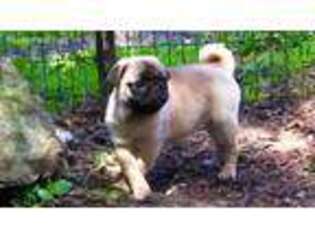 Pug Puppy for sale in Palm Springs, CA, USA