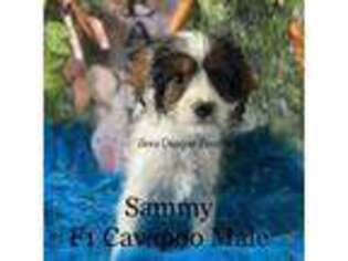 Cavapoo Puppy for sale in Ranger, GA, USA