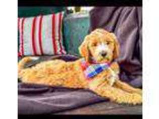 Goldendoodle Puppy for sale in Salvisa, KY, USA