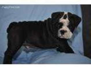Bulldog Puppy for sale in Soldotna, AK, USA