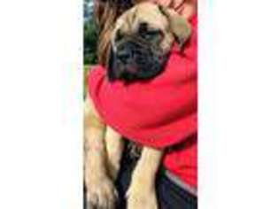 Mastiff Puppy for sale in Warsaw, IN, USA