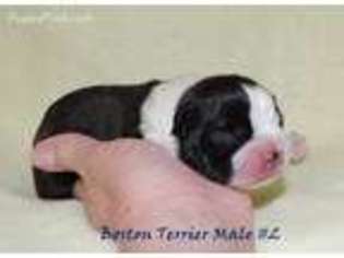 Boston Terrier Puppy for sale in Guyton, GA, USA